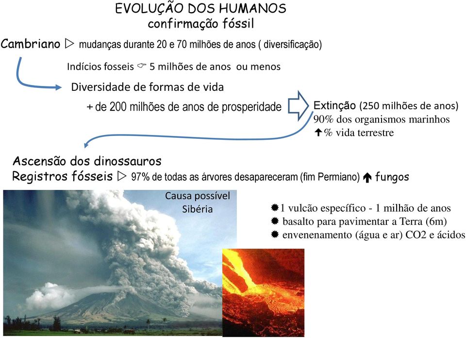 marinhos % vida terrestre Ascensão dos dinossauros Registros fósseis 97% de todas as árvores desapareceram (fim Permiano) fungos