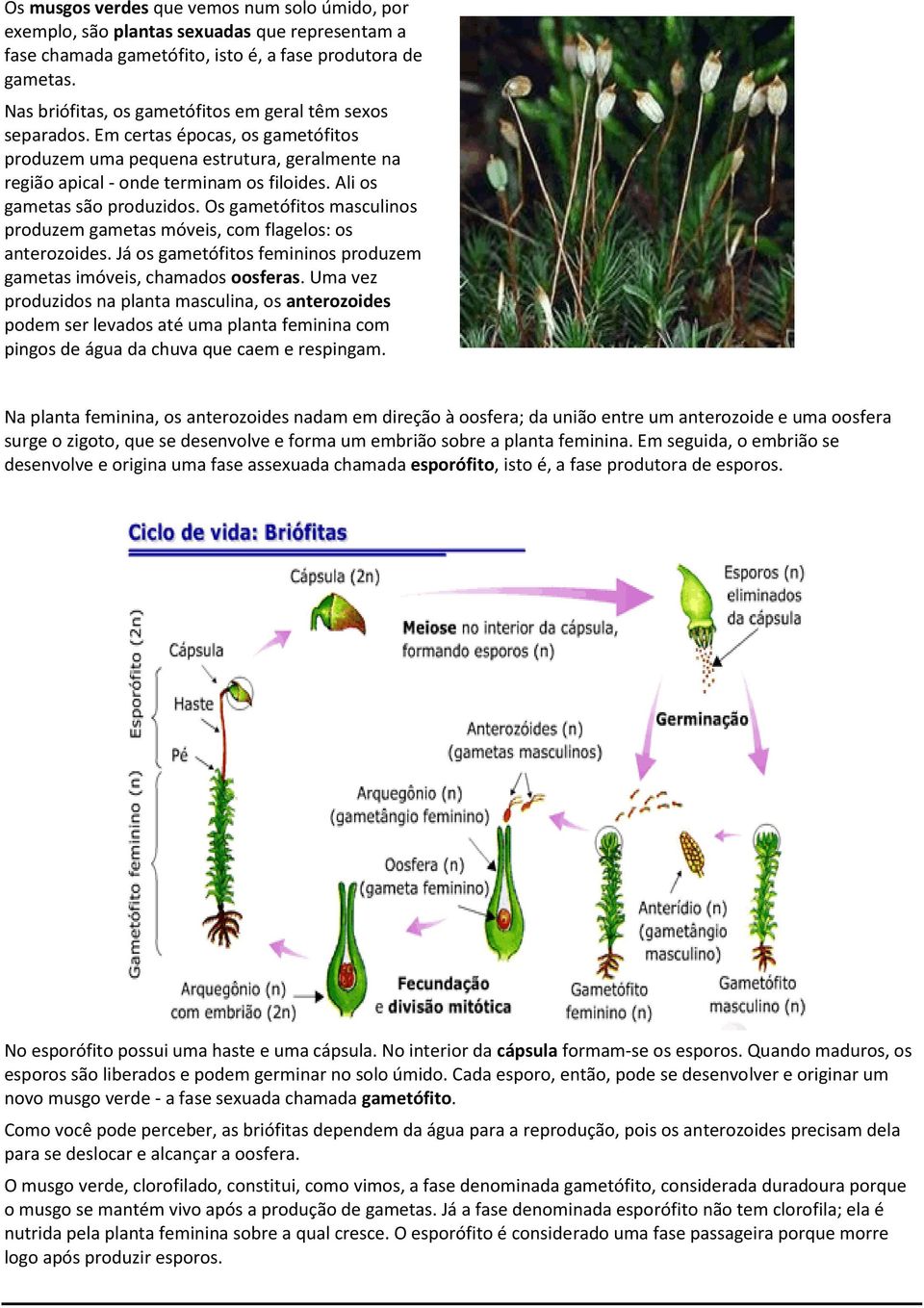Ali os gametas são produzidos. Os gametófitos masculinos produzem gametas móveis, com flagelos: os anterozoides. Já os gametófitos femininos produzem gametas imóveis, chamados oosferas.