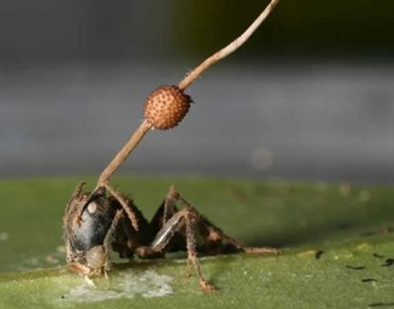 Curiosidade - Cordyceps spp.