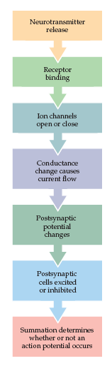 Liberação do neurotransmissor Ligação do receptor Abertura ou fechamento de canais iônicos Mudança na condutância causa um fluxo de corrente Potencial de Ação