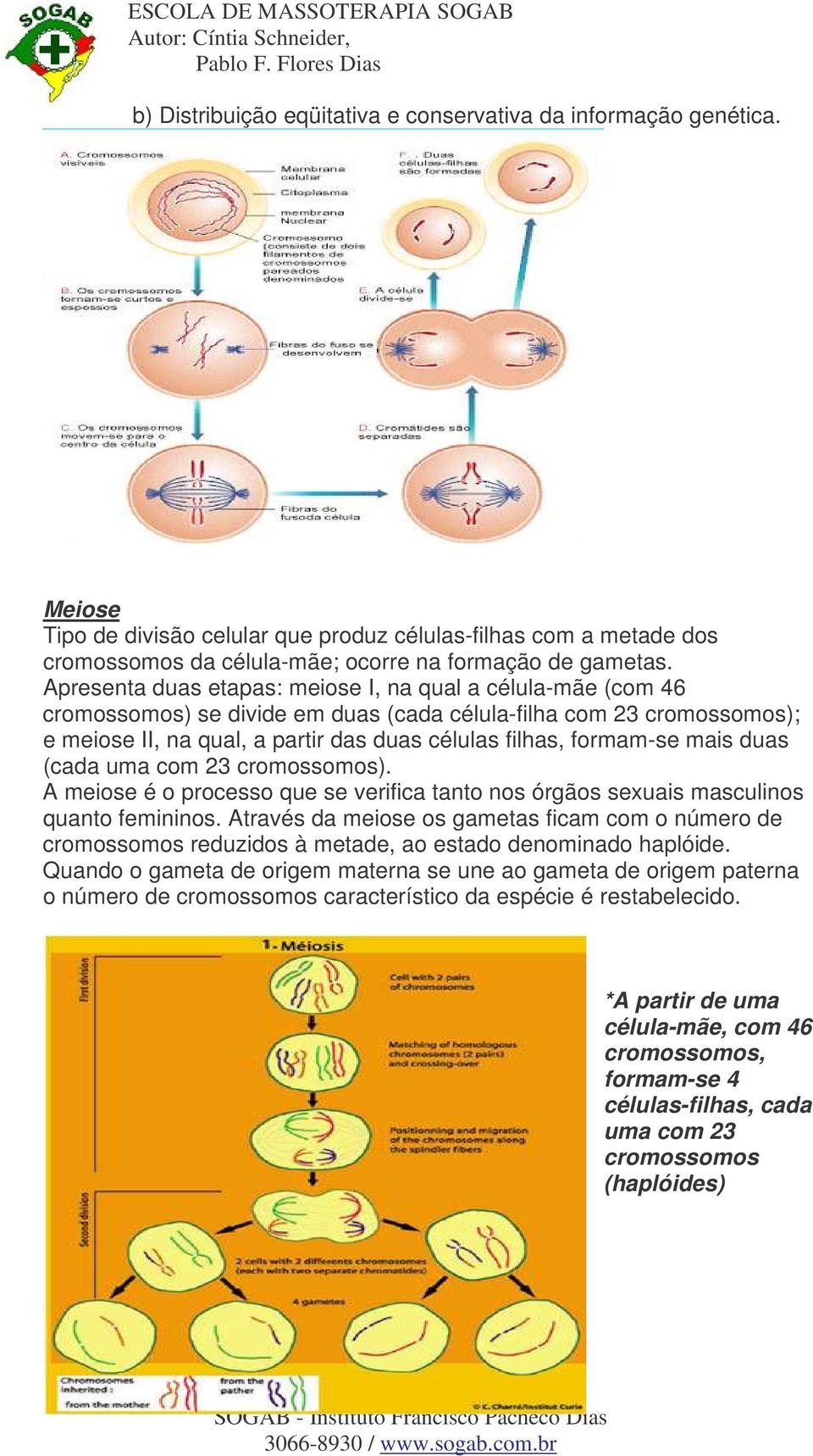 mais duas (cada uma com 23 cromossomos). A meiose é o processo que se verifica tanto nos órgãos sexuais masculinos quanto femininos.