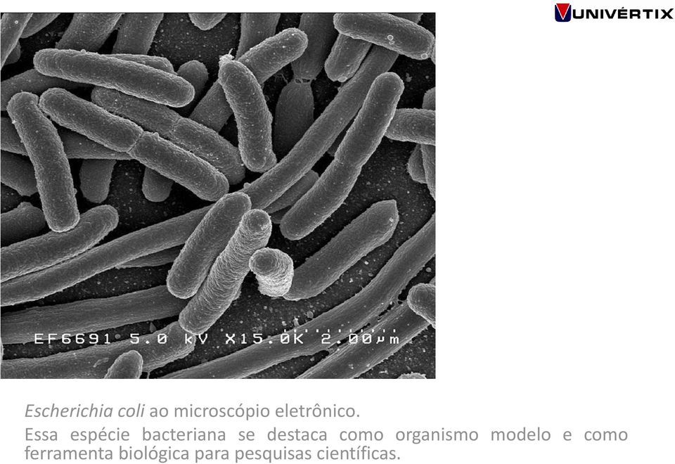 Essa espécie bacteriana se destaca