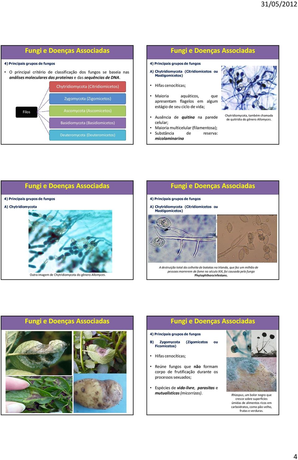 Deuteromycota (Deuteromicetos) Maioria aquáticos, que apresentam flagelos em algum estágiodeseuciclodevida; Ausência de quitina na parede celular; Maioria multicelular(filamentosa); Substância de