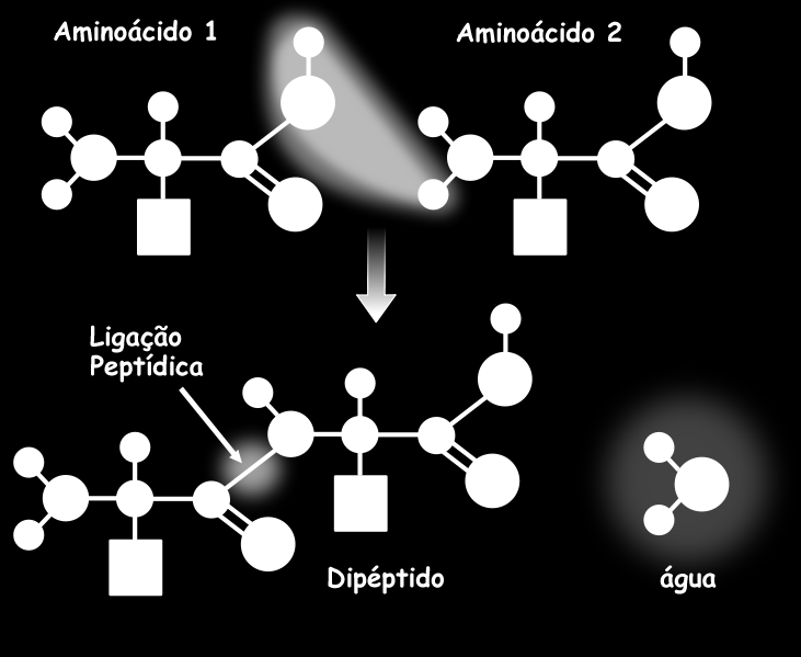 Ligações peptídicas reação de condensação entre