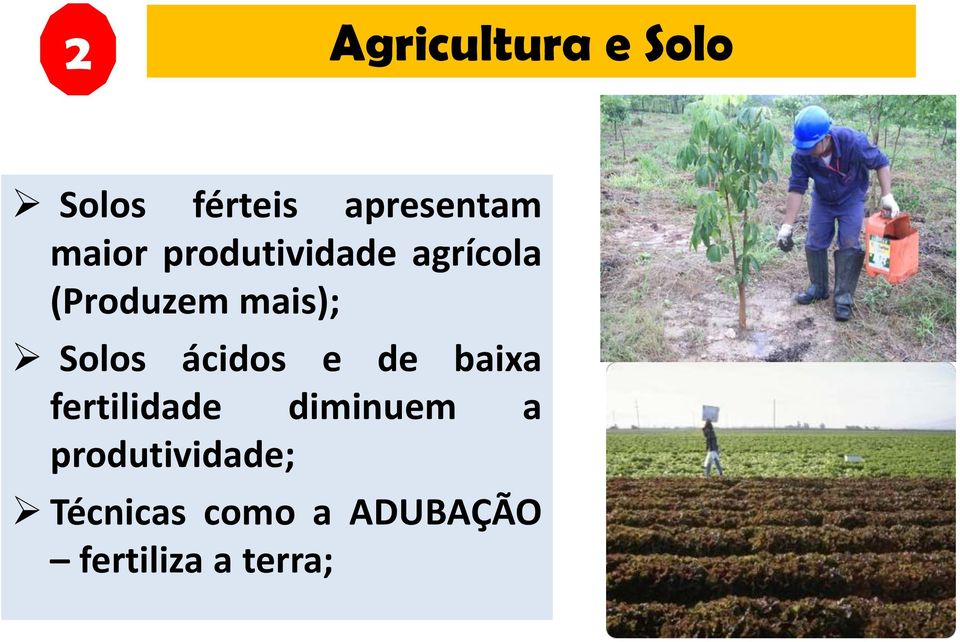 Solos ácidos e de baixa fertilidade diminuem a