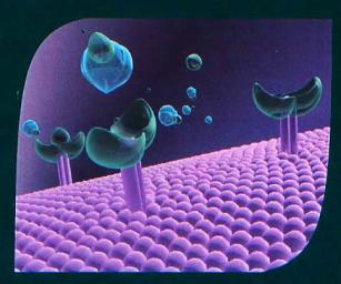 Hormônios Hidrossolúveis Não atravessam a membrana. Seus receptores estão localizados na própria membrana. Ex.