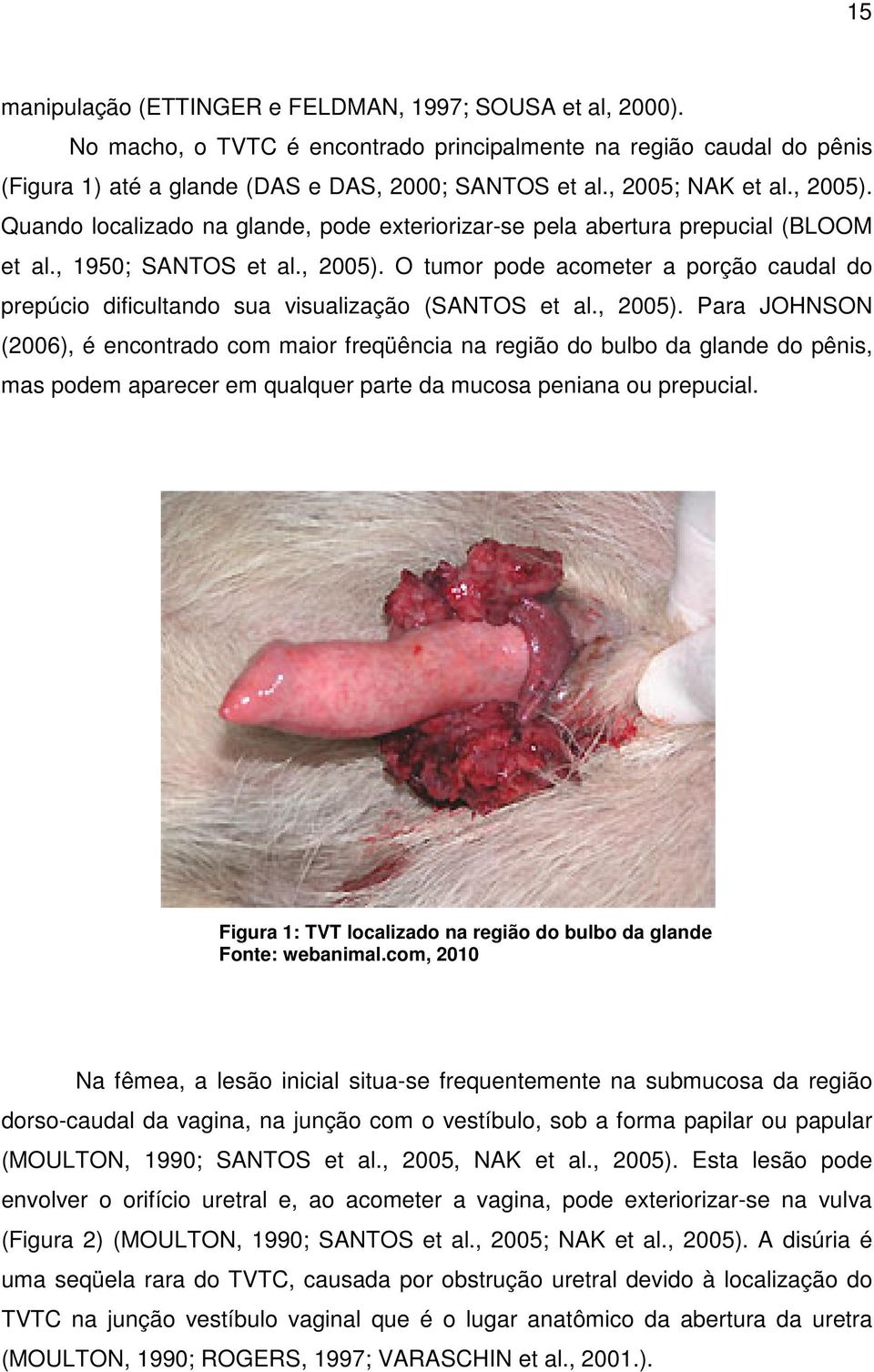 , 2005). Para JOHNSON (2006), é encontrado com maior freqüência na região do bulbo da glande do pênis, mas podem aparecer em qualquer parte da mucosa peniana ou prepucial.