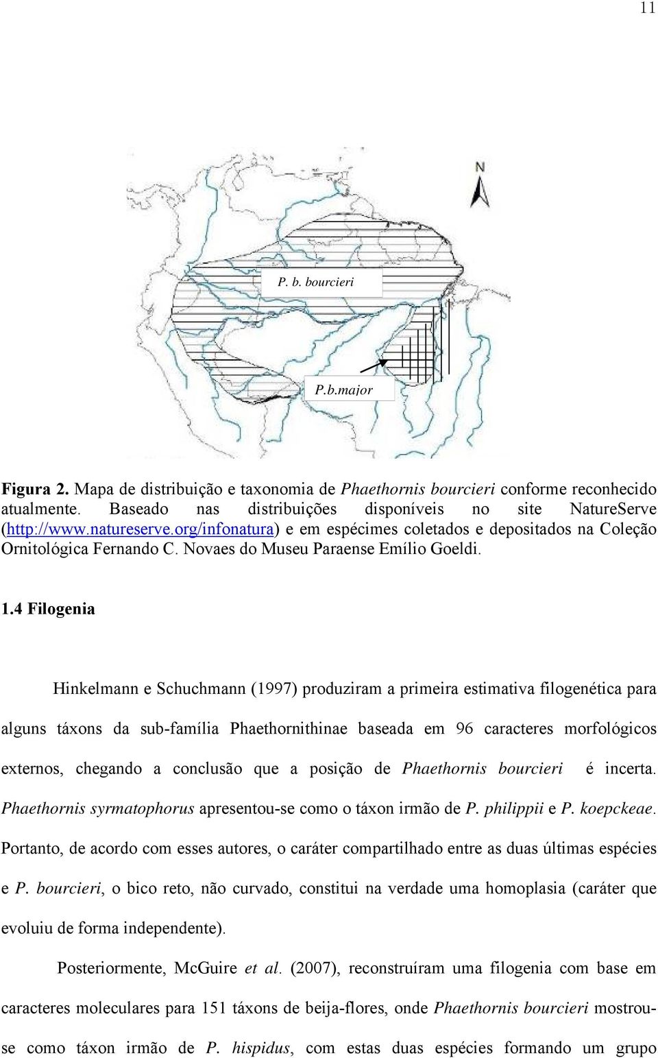 4 Filogenia Hinkelmann e Schuchmann (1997) produziram a primeira estimativa filogenética para alguns táxons da sub-família Phaethornithinae baseada em 96 caracteres morfológicos externos, chegando a