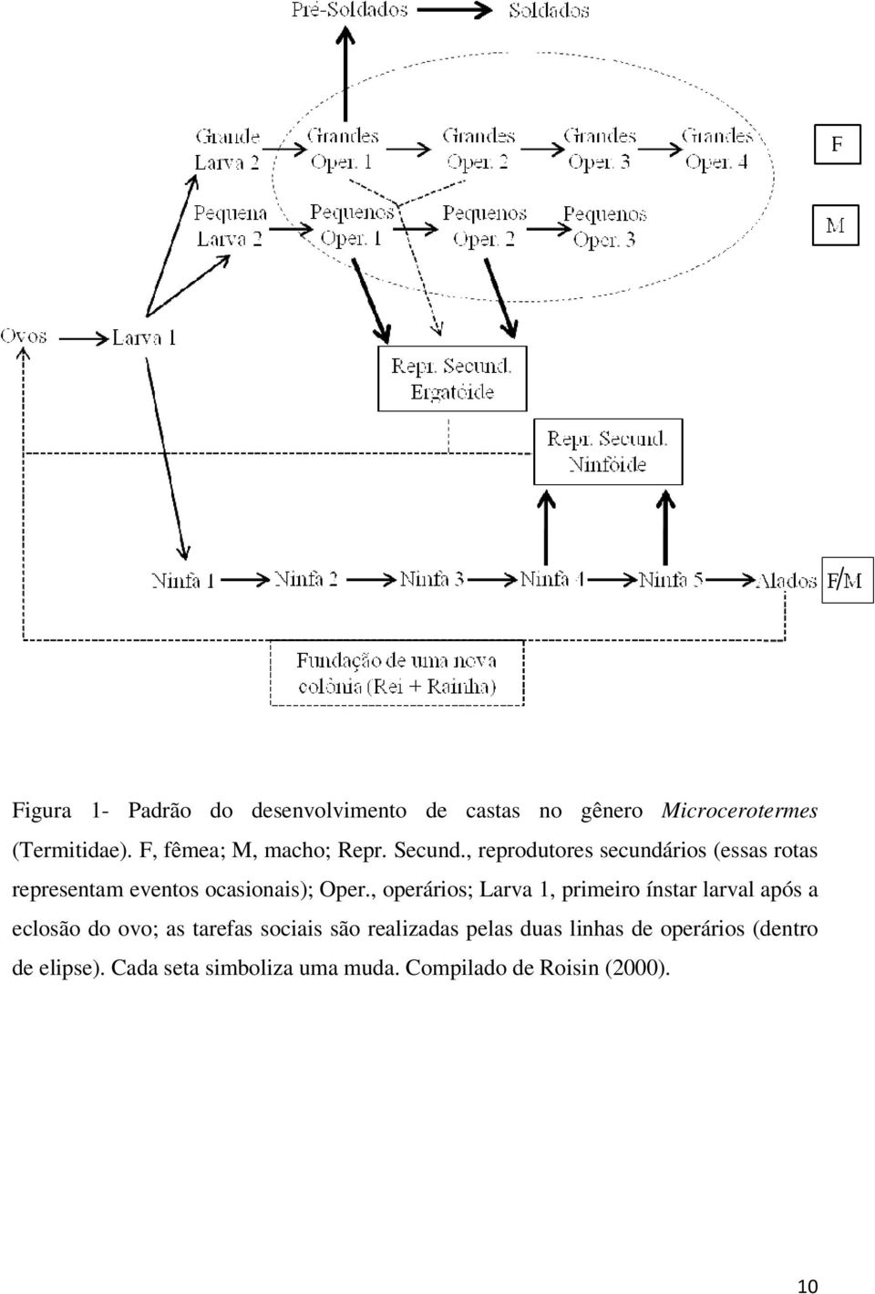 , reprodutores secundários (essas rotas representam eventos ocasionais); Oper.