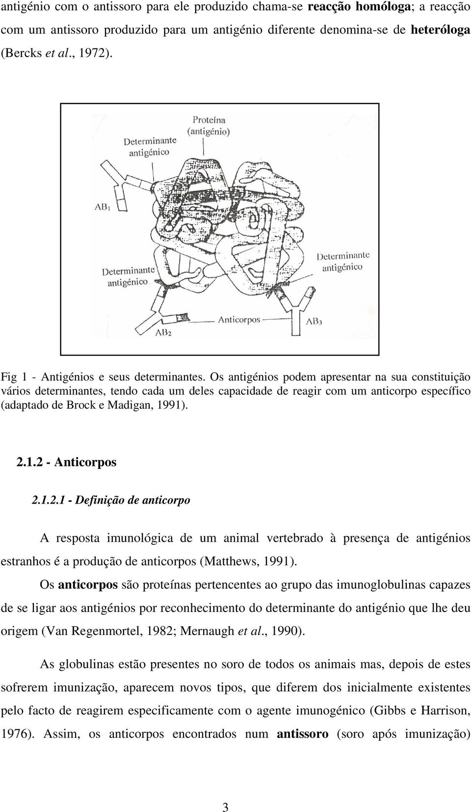 Os antigénios podem apresentar na sua constituição vários determinantes, tendo cada um deles capacidade de reagir com um anticorpo específico (adaptado de Brock e Madigan, 1991). 2.1.2 - Anticorpos 2.