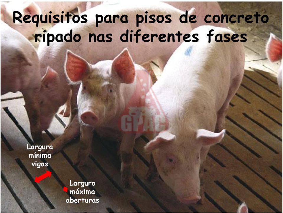 diferentes fases Largura