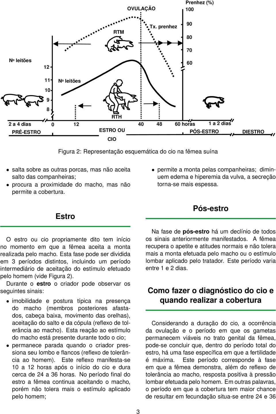 suína salta sobre as outras porcas, mas não aceita salto das companheiras; procura a proximidade do macho, mas não permite a cobertura.