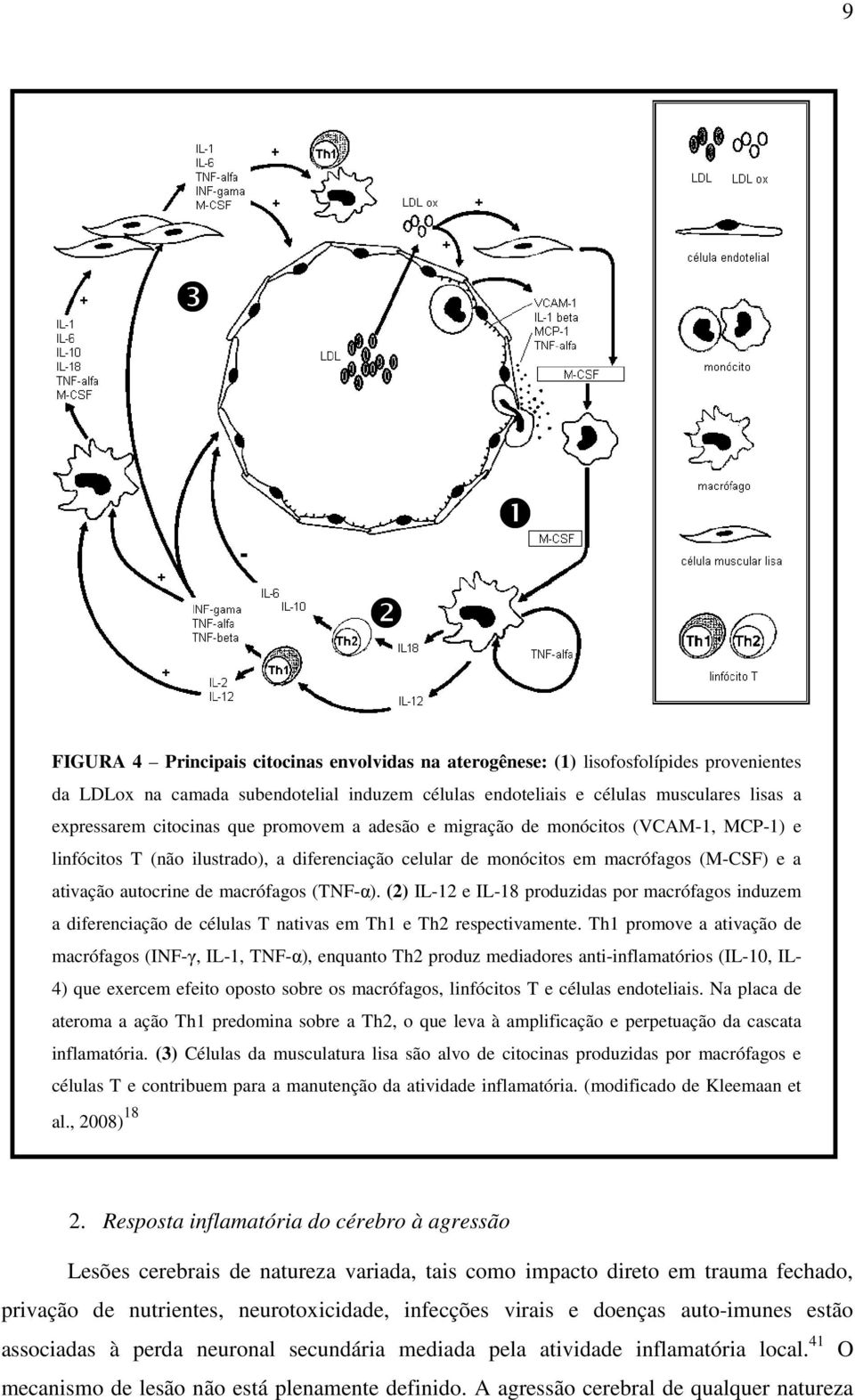 de macrófagos (TNF-α). (2) IL-12 e IL-18 produzidas por macrófagos induzem a diferenciação de células T nativas em Th1 e Th2 respectivamente.