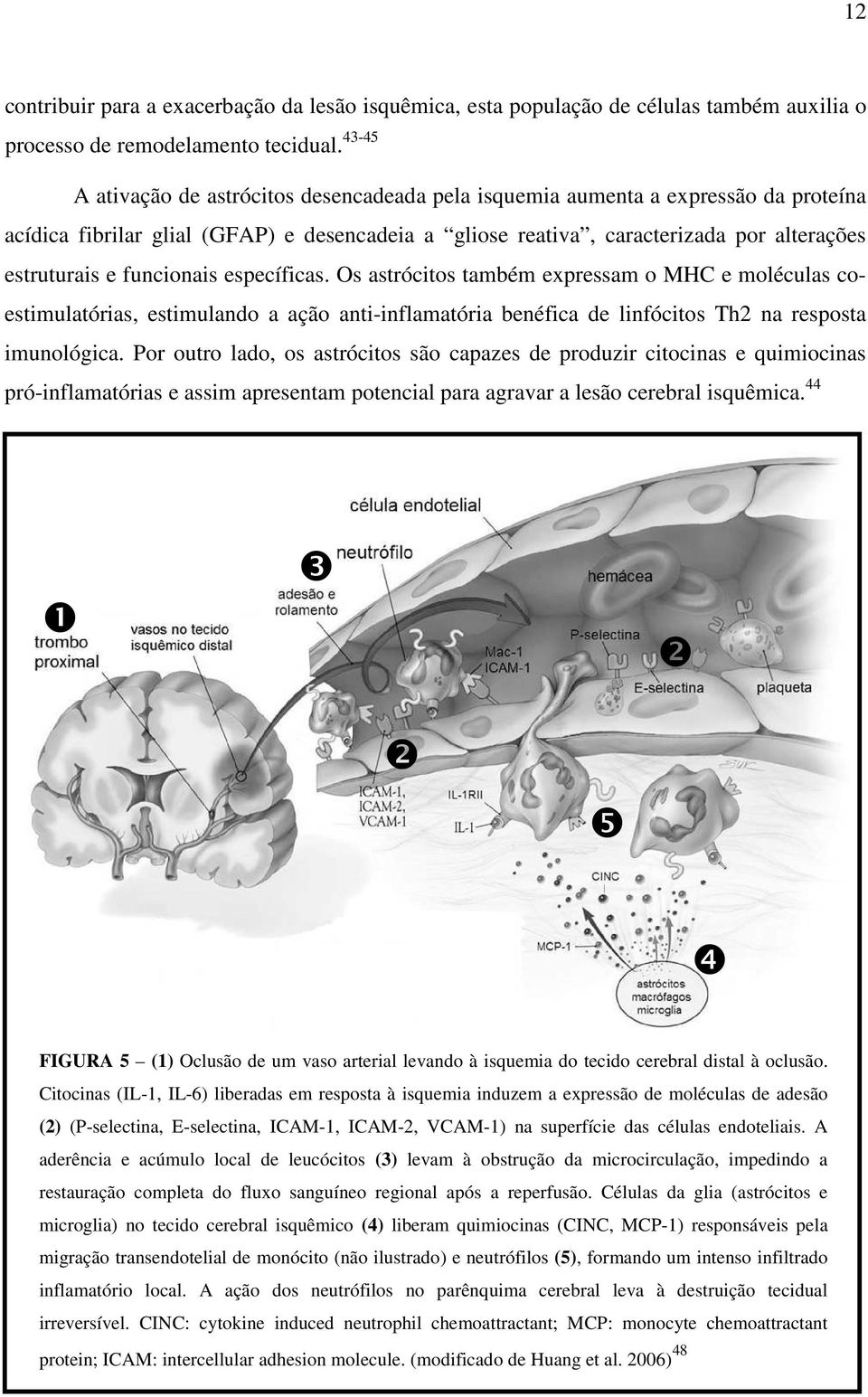 funcionais específicas. Os astrócitos também expressam o MHC e moléculas coestimulatórias, estimulando a ação anti-inflamatória benéfica de linfócitos Th2 na resposta imunológica.