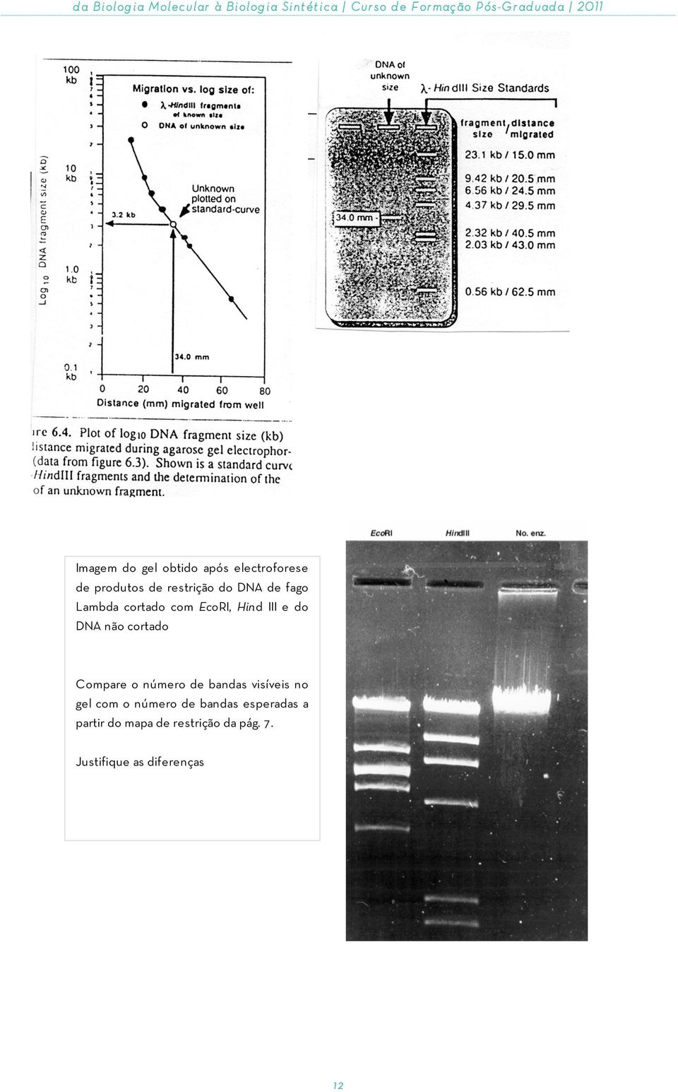 Lambda cortado com EcoRI, Hind III e do DNA não cortado Compare o número de bandas visíveis no