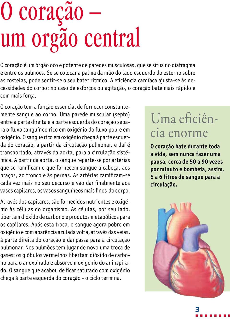 A eficiência cardíaca ajusta-se às necessidades do corpo: no caso de esforços ou agitação, o coração bate mais rápido e com mais força.