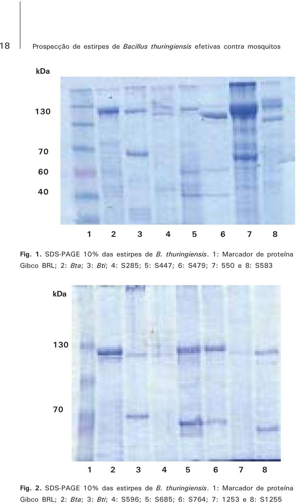 1: Marcador de proteína Gibco BRL; 2: Bta; 3: Bti; 4: S285; 5: S447; 6: S479; 7: 550 e 8: S583 kda 130 70 1 2