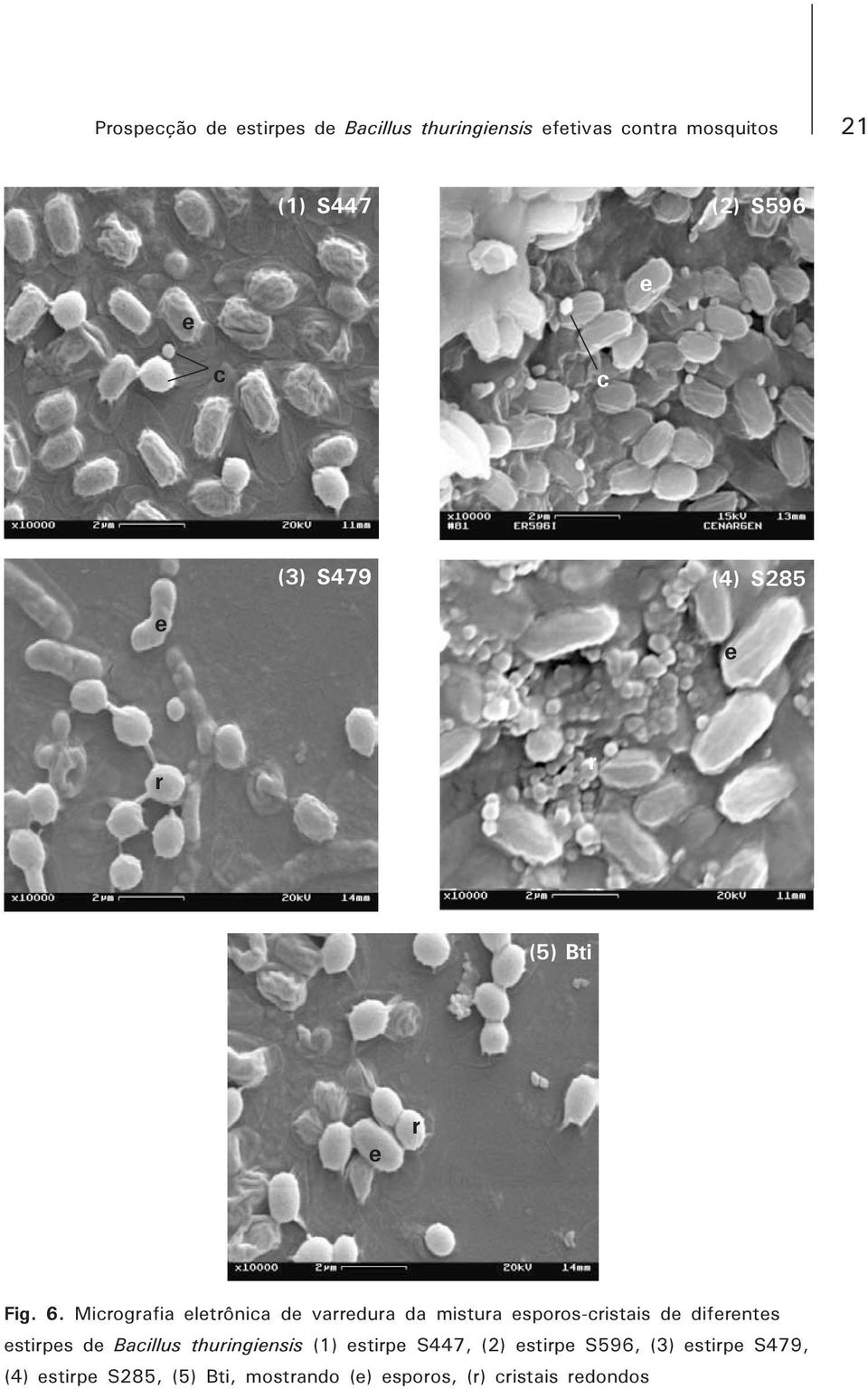 Micrografia eletrônica de varredura da mistura esporos-cristais de diferentes estirpes de