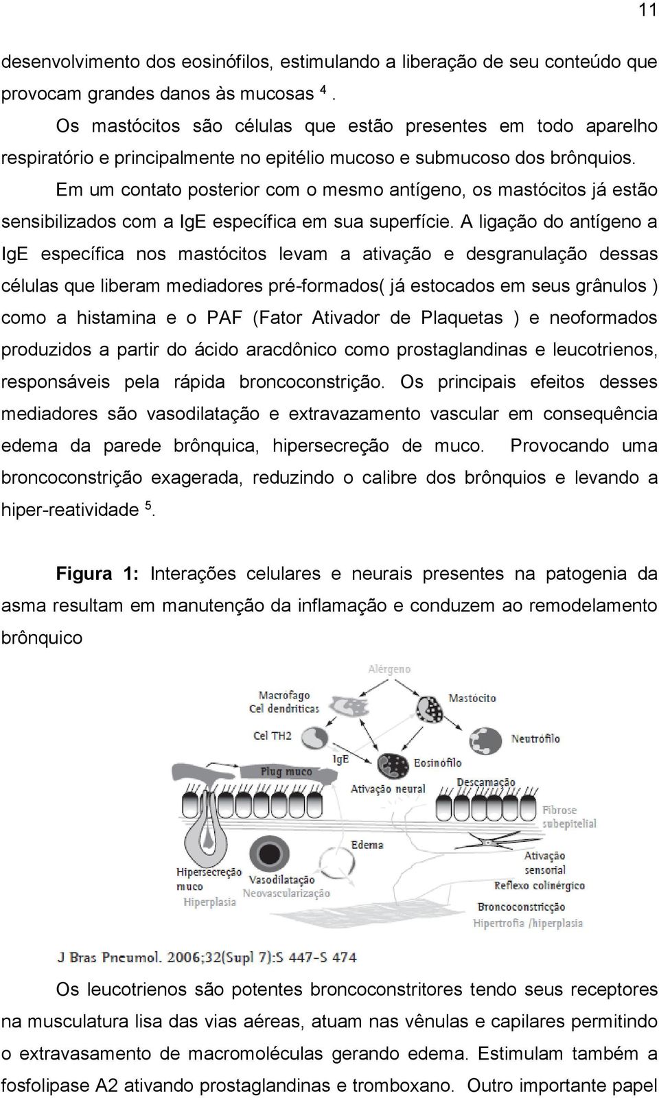 Em um contato posterior com o mesmo antígeno, os mastócitos já estão sensibilizados com a IgE específica em sua superfície.