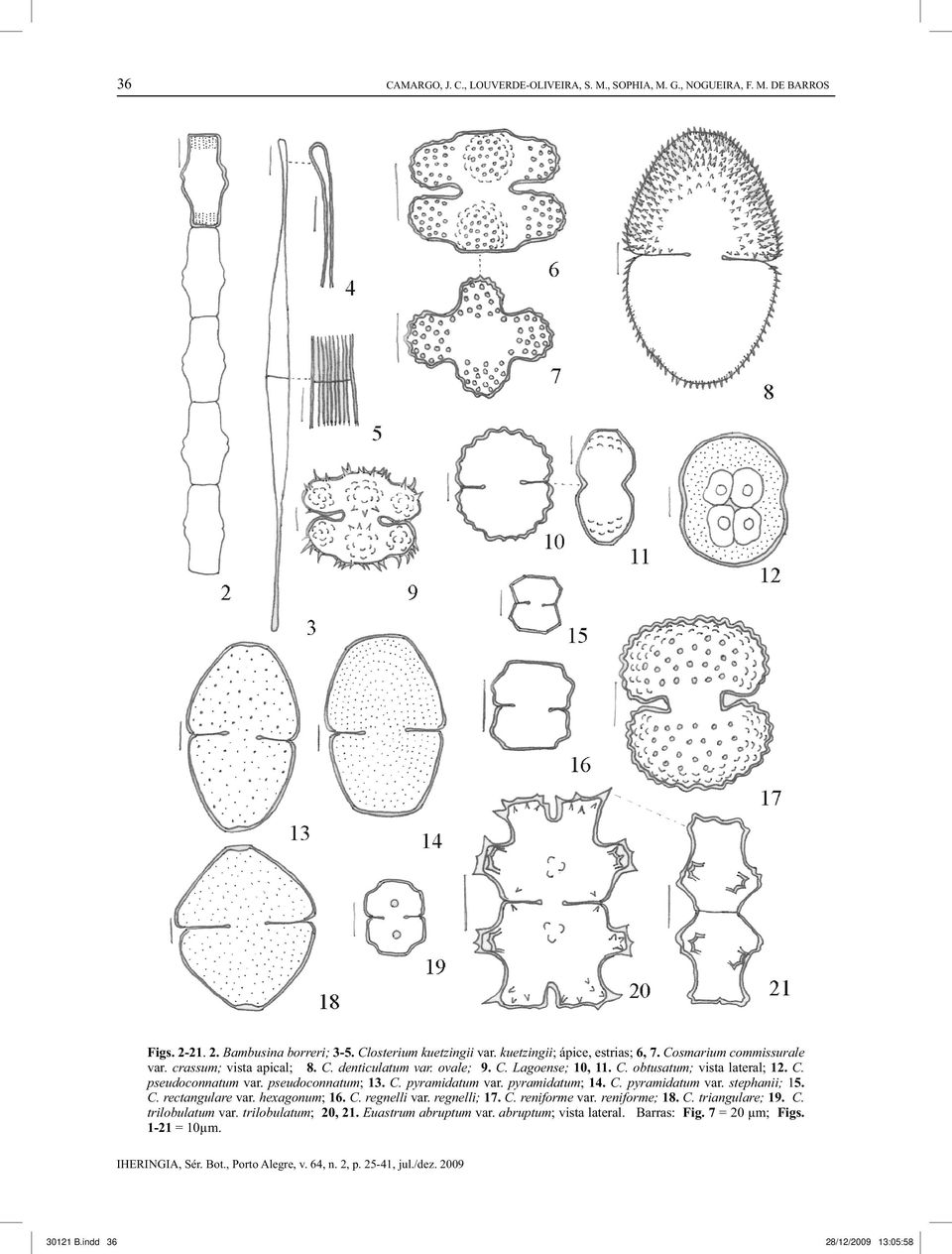 pseudoconnatum; 13. C. pyramidatum var. pyramidatum; 14. C. pyramidatum var. stephanii; 15. C. rectangulare var. hexagonum; 16. C. regnelli var. regnelli; 17. C. reniforme var.