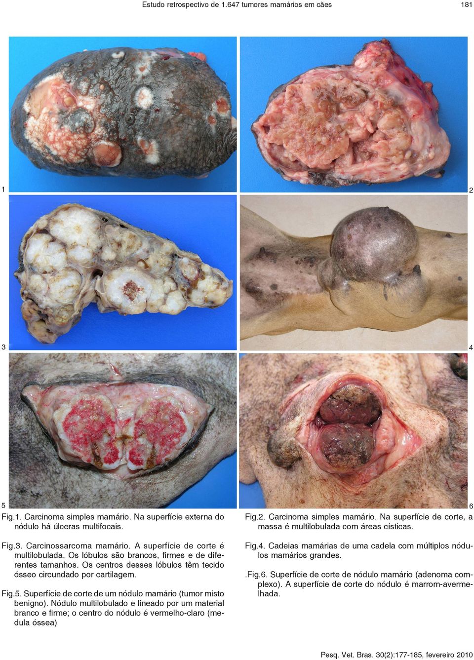 Fig.4. Cadeias mamárias de uma cadela com múltiplos nódulos mamários grandes. Fig.5. Superfície de corte de um nódulo mamário (tumor misto benigno).