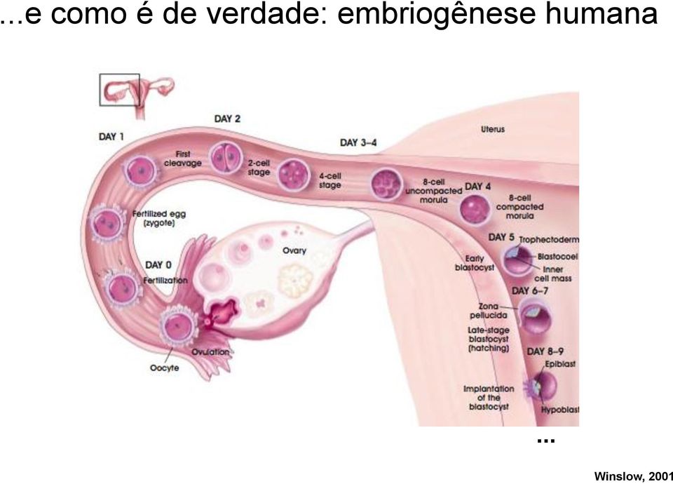 embriogênese