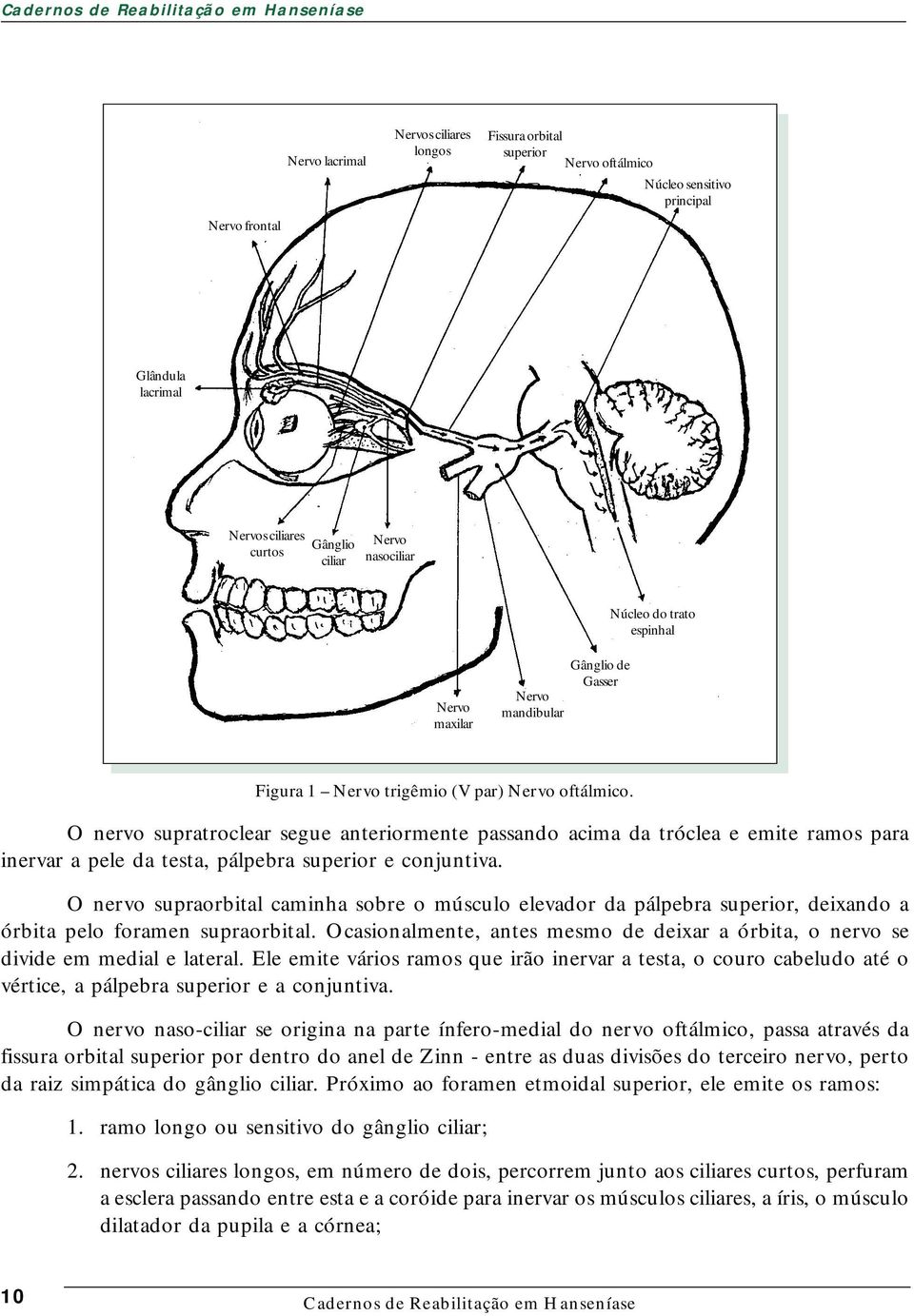 O nervo supratroclear segue anteriormente passando acima da tróclea e emite ramos para inervar a pele da testa, pálpebra superior e conjuntiva.