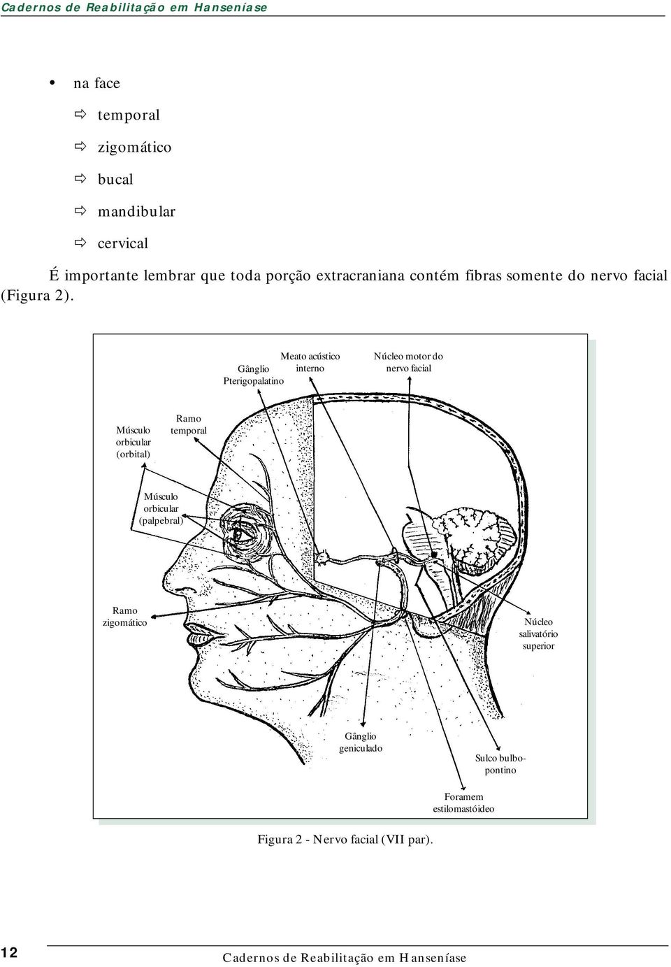 Meato acústico Gânglio interno Pterigopalatino Núcleo motor do nervo facial Músculo orbicular (orbital) Ramo