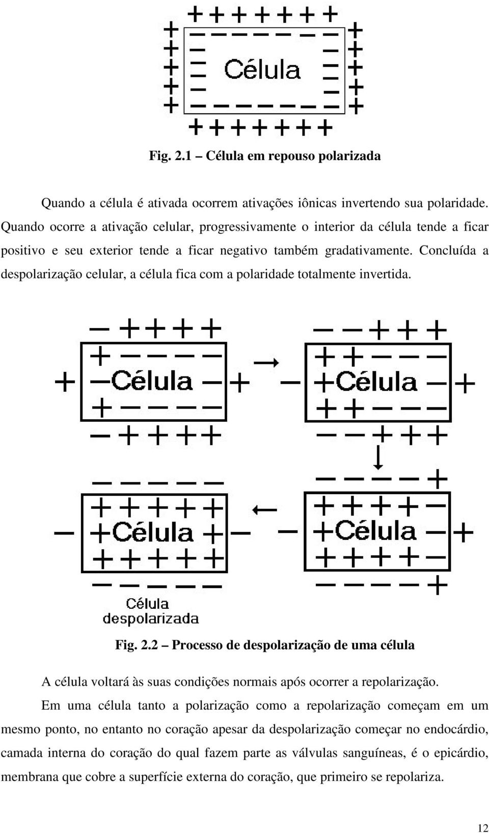 Concluída a despolarização celular, a célula fica com a polaridade totalmente invertida. Fig.