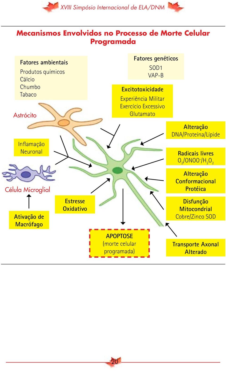 Excessivo Glutamato Alteração DNA/Proteína/Lípide Radicais livres O 2 /ONOO - /H 2 O 2 Alteração Conformacional Protéica