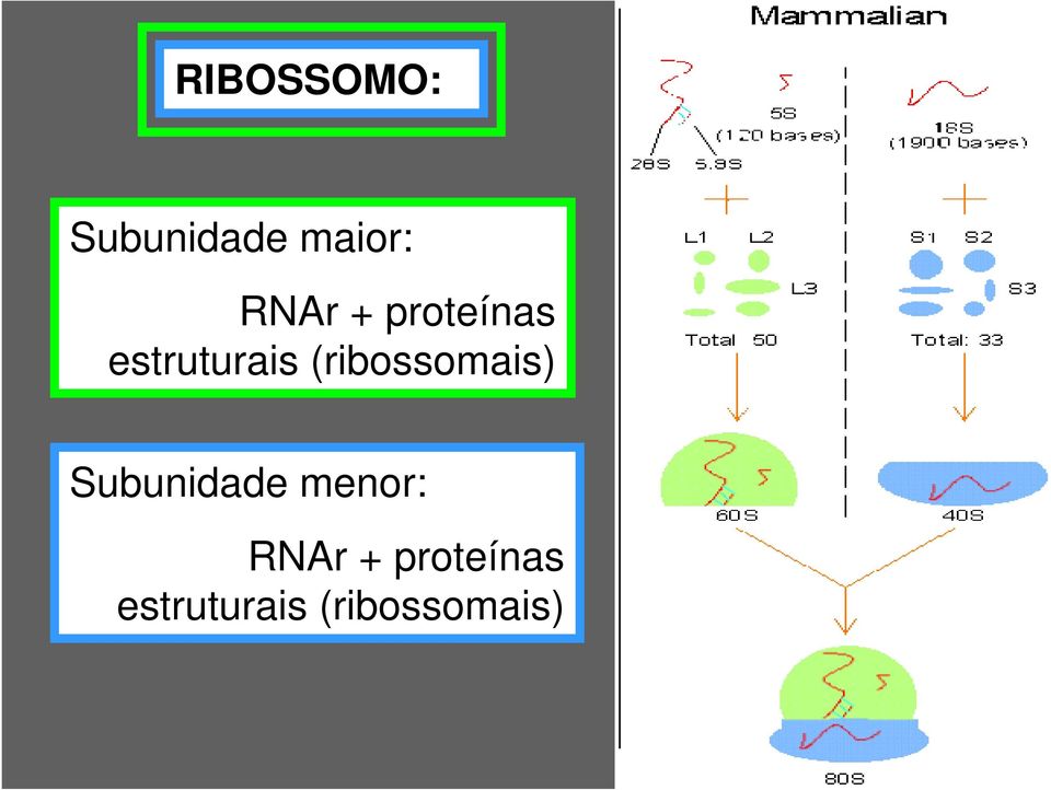 (ribossomais) Subunidade menor: 
