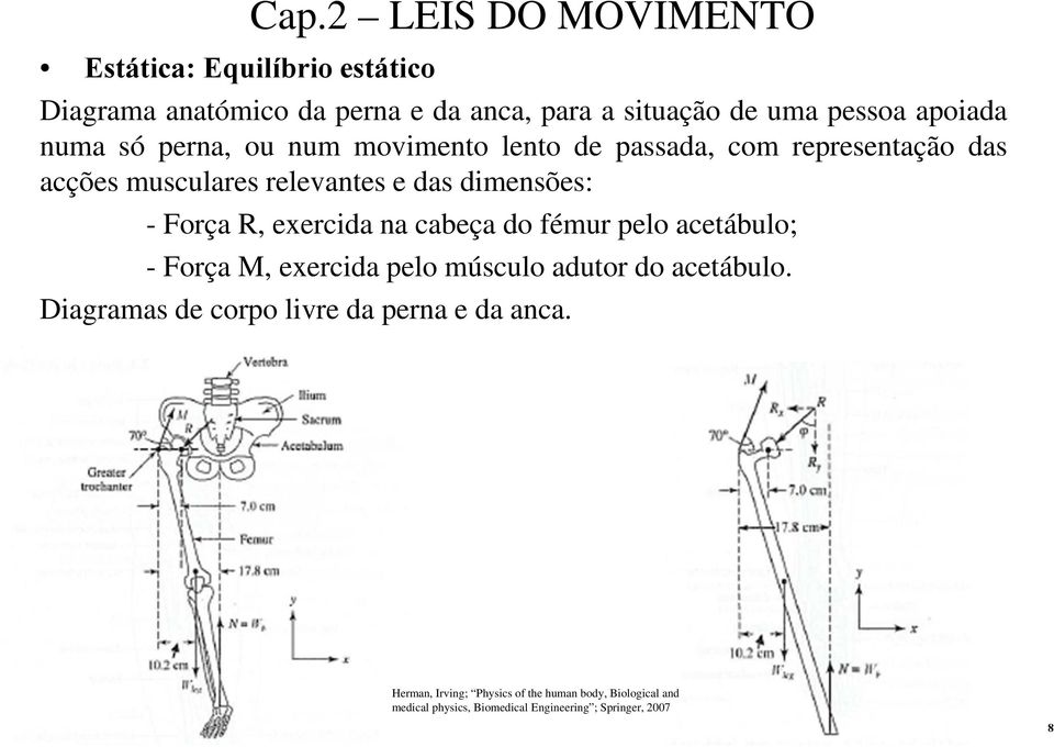 R, cida na cabça do fému plo actábulo; - Foça M, cida plo músculo aduto do actábulo.