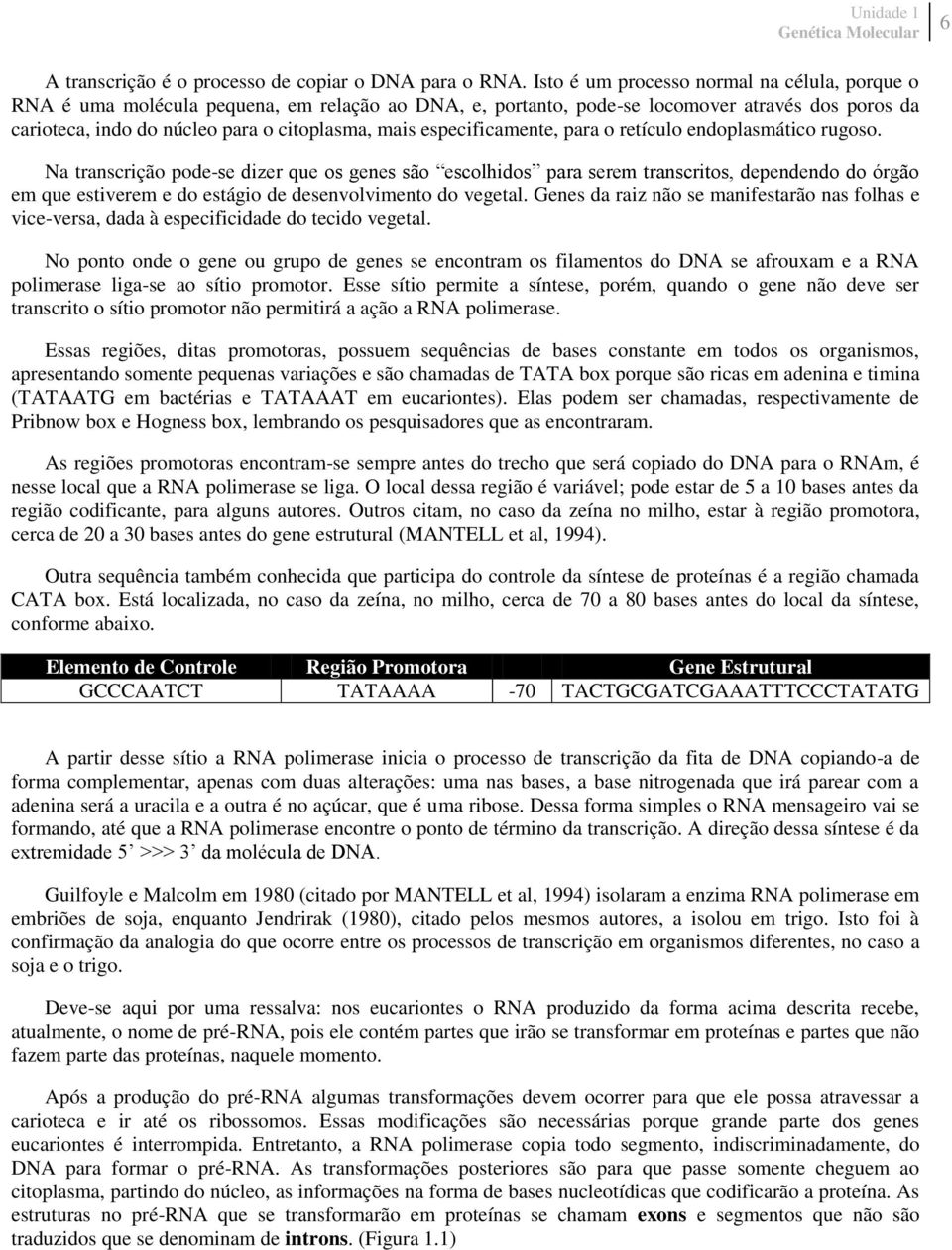 especificamente, para o retículo endoplasmático rugoso.