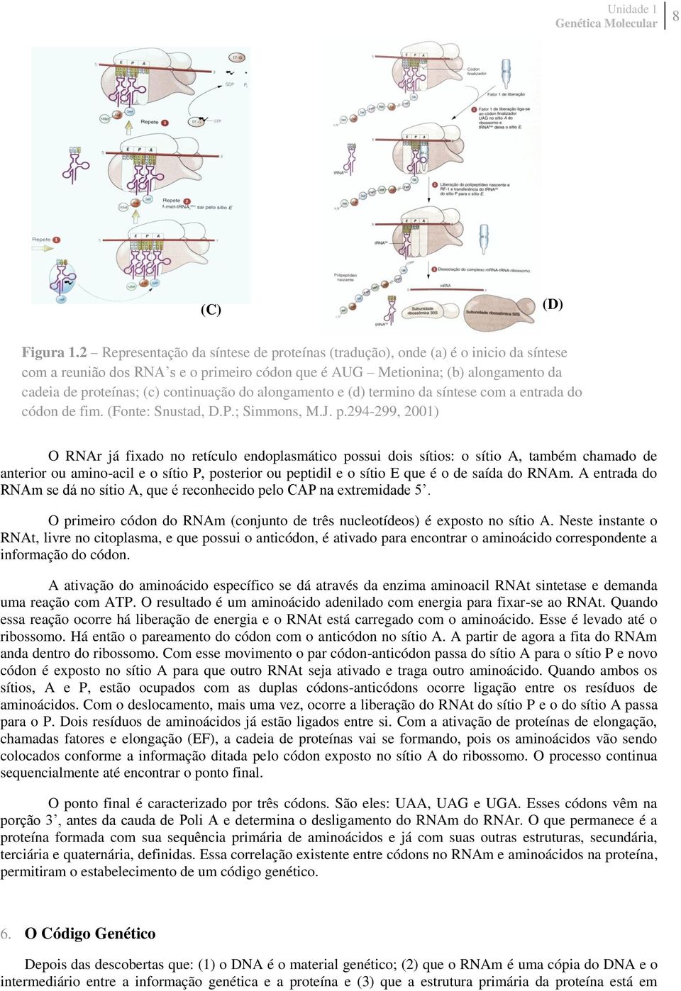 continuação do alongamento e (d) termino da síntese com a entrada do códon de fim. (Fonte: Snustad, D.P.; Simmons, M.J. p.