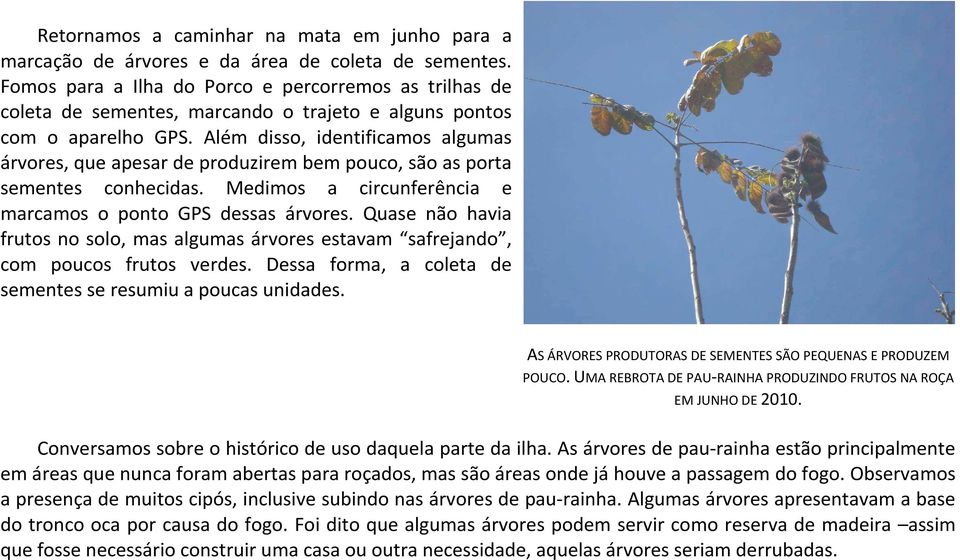 Além disso, identificamos algumas árvores, que apesar de produzirem bem pouco, são as porta sementes conhecidas. Medimos a circunferência e marcamos o ponto GPS dessas árvores.