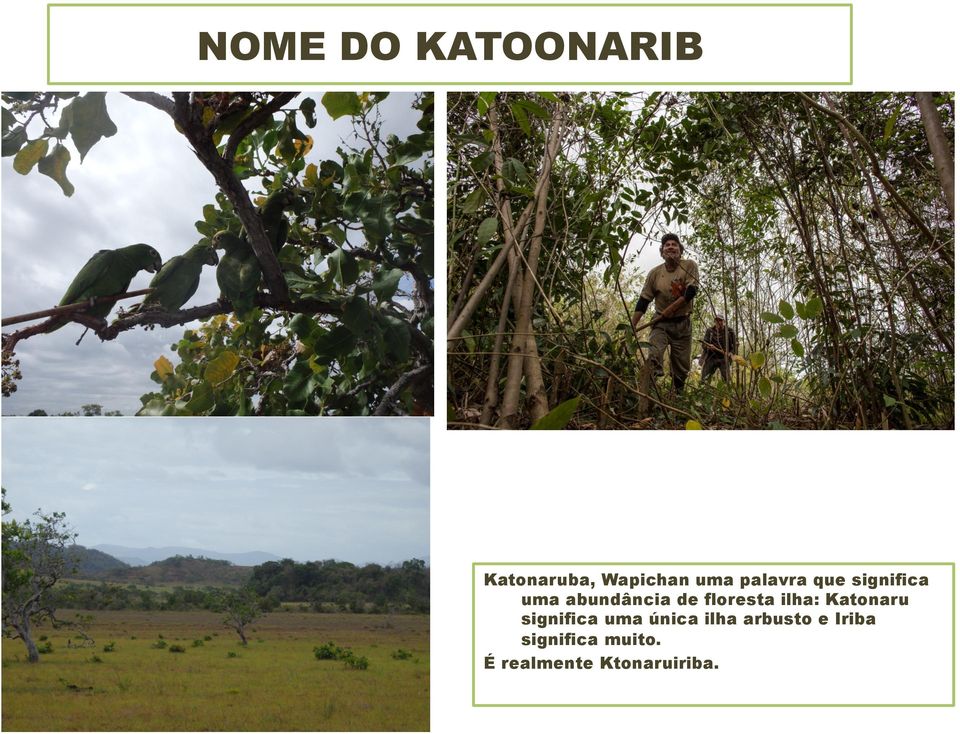 floresta ilha: Katonaru significa uma única