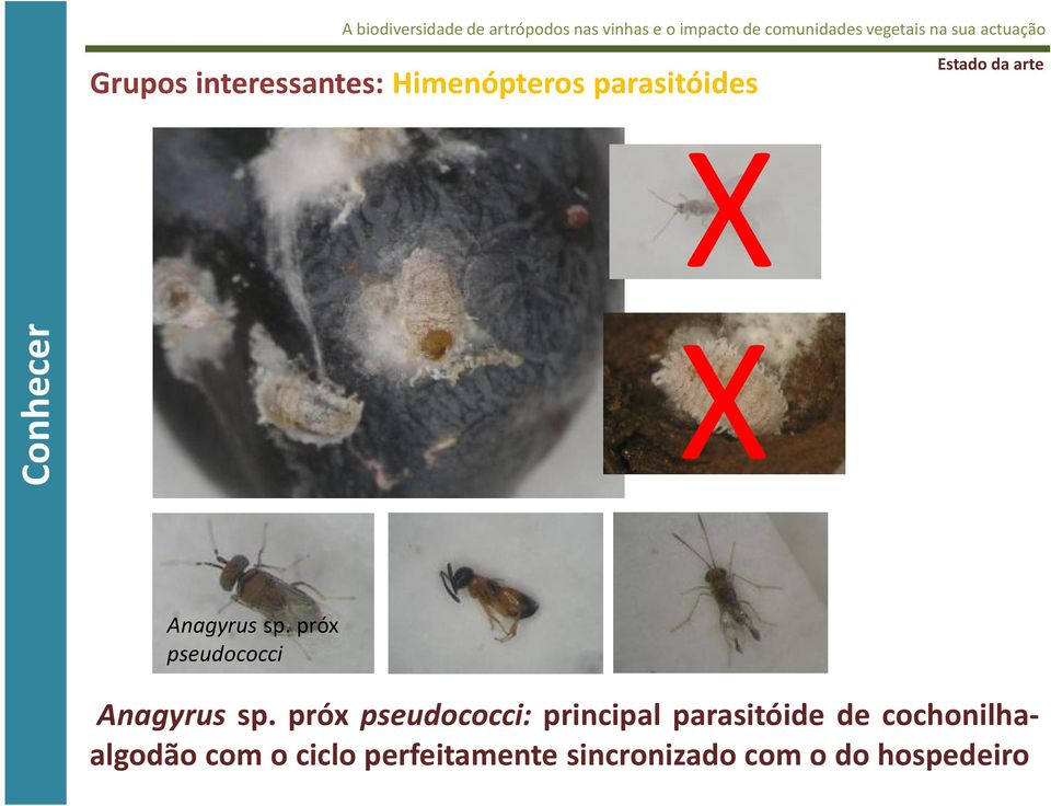 próx pseudococci: principal parasitóide de