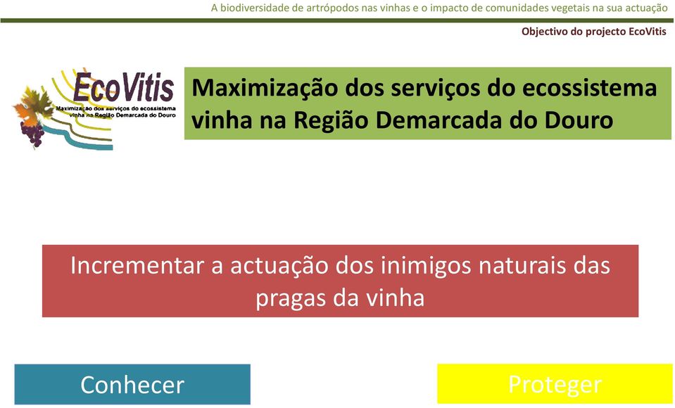 Demarcada do Douro Incrementar a actuação dos