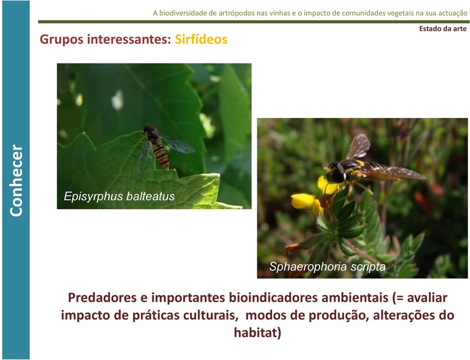 importantes bioindicadores ambientais (= avaliar impacto