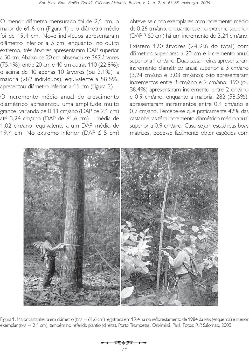 Abaixo de 20 cm observou-se 362 árvores (75,1%); entre 20 cm e 40 cm outras 110 (22,8%); e acima de 40 apenas 10 árvores (ou 2,1%); a maioria (282 indivíduos), equivalente a 58,5%, apresentou