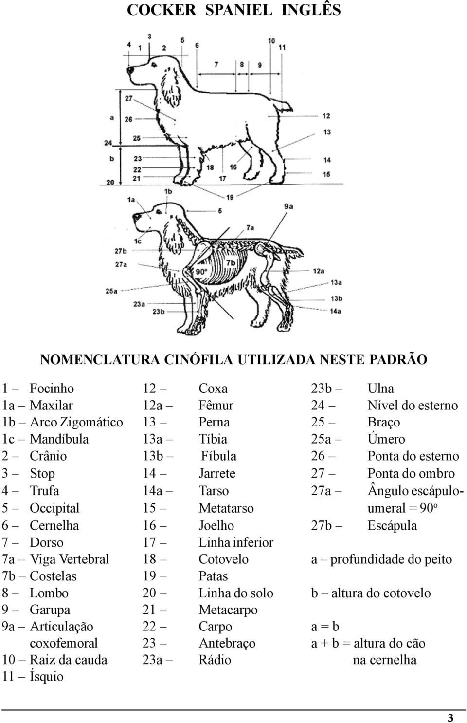 umeral = 90 o 6 Cernelha 16 Joelho 27b Escápula 7 Dorso 17 Linha inferior 7a Viga Vertebral 18 Cotovelo a profundidade do peito 7b Costelas 19 Patas 8 Lombo 20 Linha do