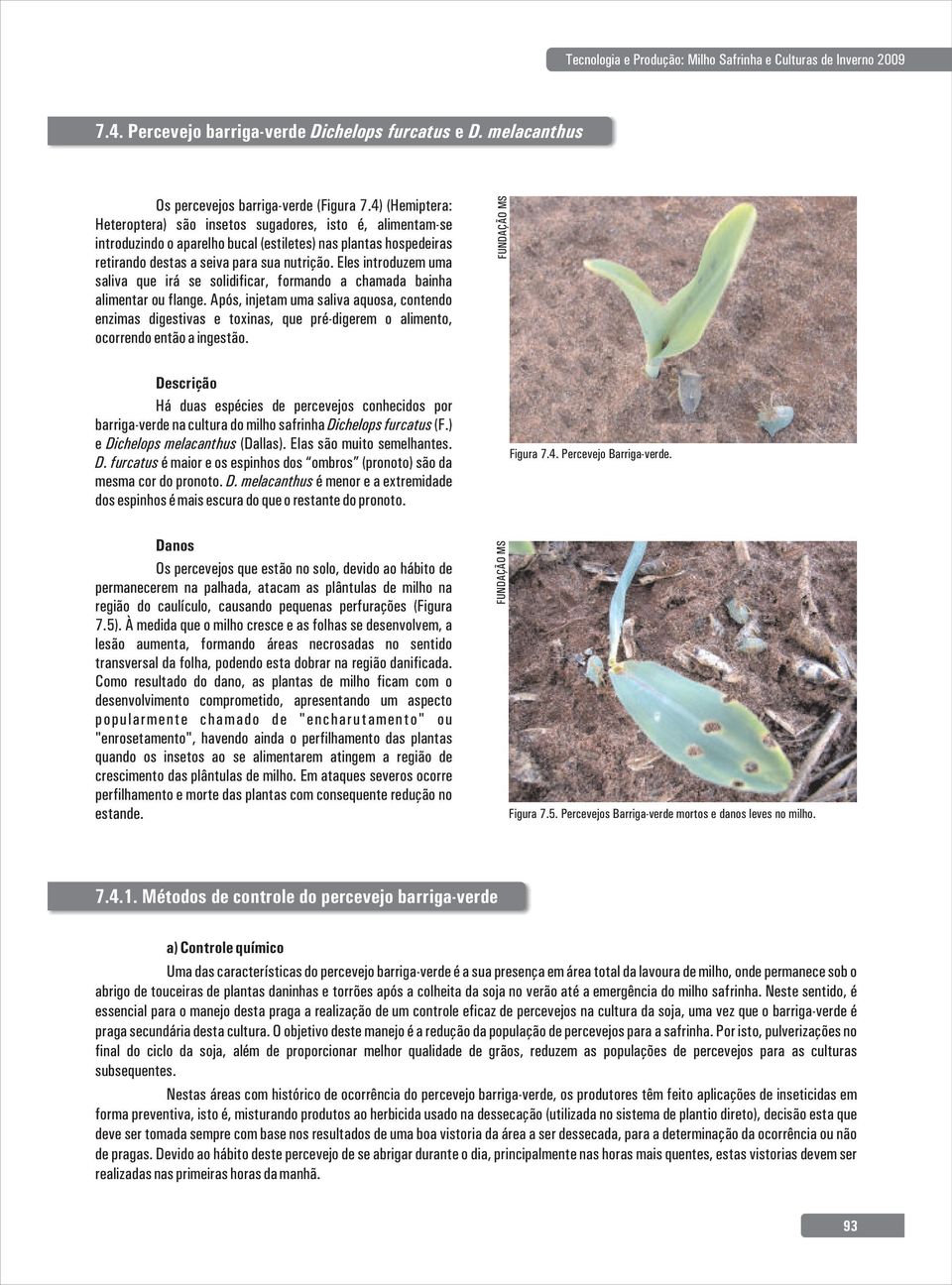 Eles introduzem uma saliva que irá se solidificar, formando a chamada bainha alimentar ou flange.