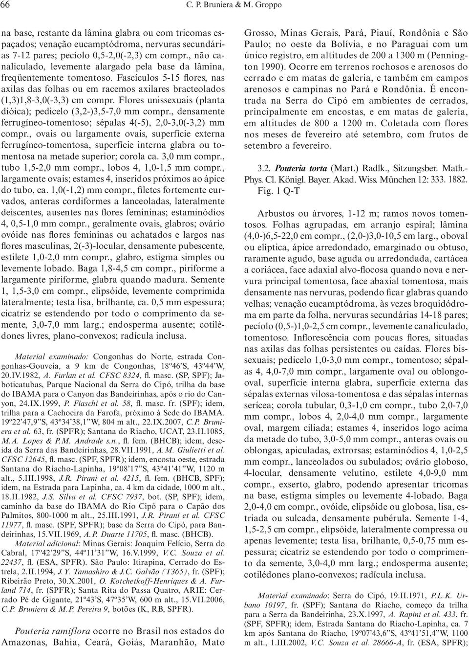 Flores unissexuais (planta dióica); pedicelo (3,2-)3,5-7,0 mm compr., densamente ferrugíneo-tomentoso; sépalas 4(-5), 2,0-3,0(-3,2) mm compr.