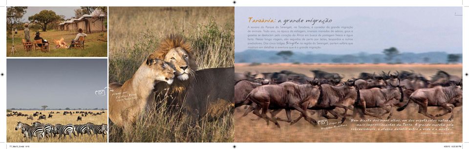 Nessa longa viagem, são seguidos de perto por leões, leopardos e outros predadores.