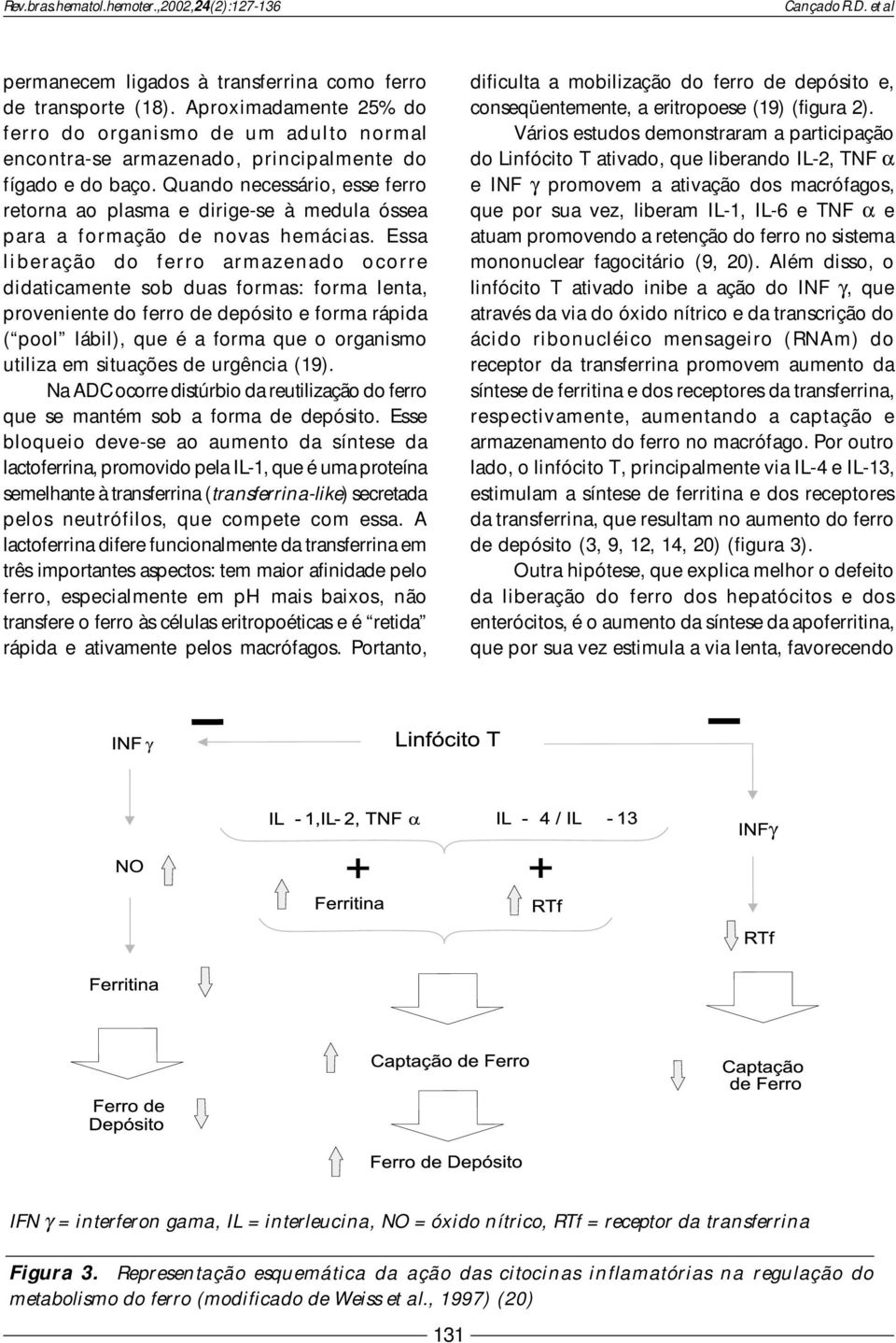 Quando necessário, esse ferro retorna ao plasma e dirige-se à medula óssea para a formação de novas hemácias.