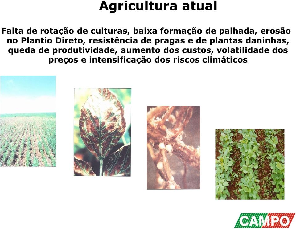 de plantas daninhas, queda de produtividade, aumento dos