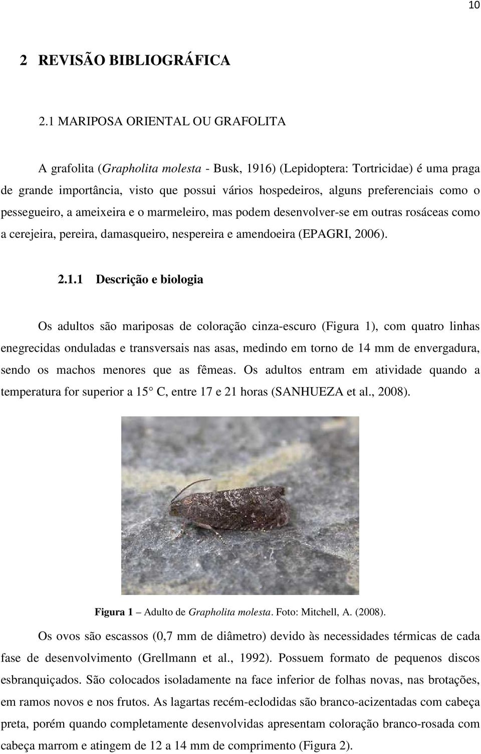 como o pessegueiro, a ameixeira e o marmeleiro, mas podem desenvolver-se em outras rosáceas como a cerejeira, pereira, damasqueiro, nespereira e amendoeira (EPAGRI, 2006). 2.1.