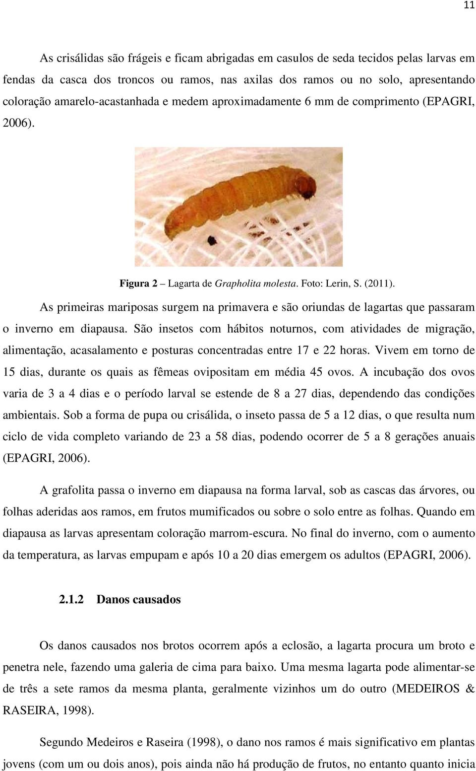 As primeiras mariposas surgem na primavera e são oriundas de lagartas que passaram o inverno em diapausa.