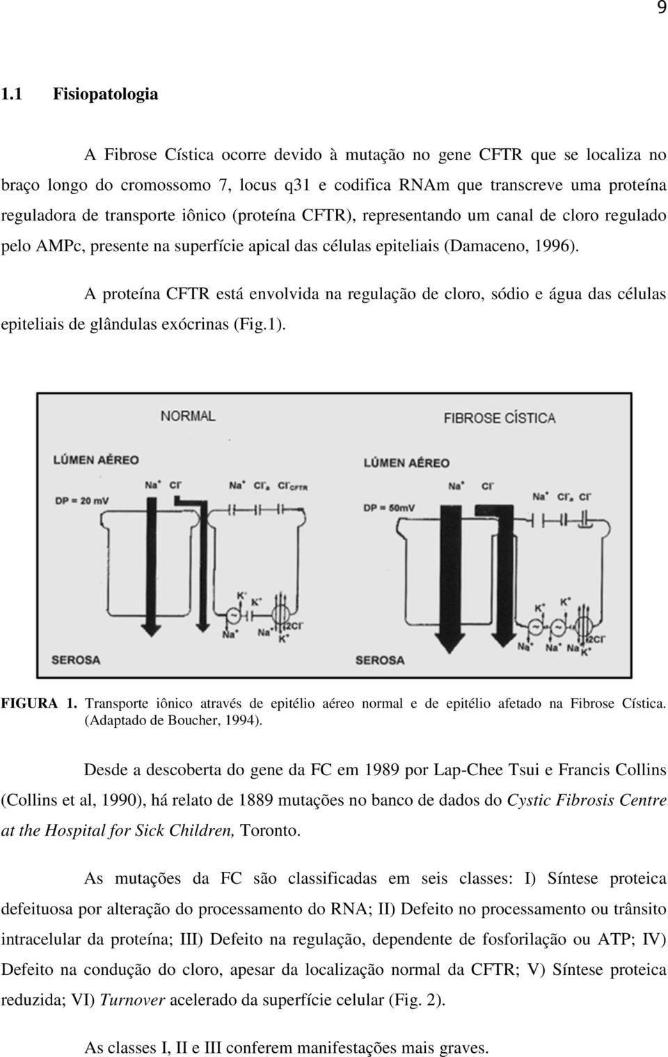 A proteína CFTR está envolvida na regulação de cloro, sódio e água das células epiteliais de glândulas exócrinas (Fig.1). FIGURA 1.