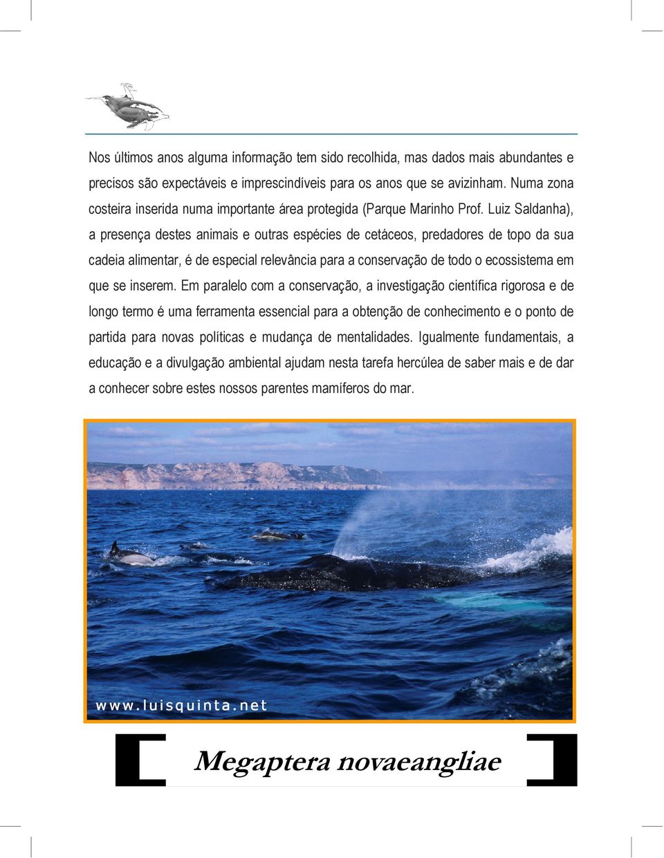 Luiz Saldanha), a presença destes animais e outras espécies de cetáceos, predadores de topo da sua cadeia alimentar, é de especial relevância para a conservação de todo o ecossistema em que se
